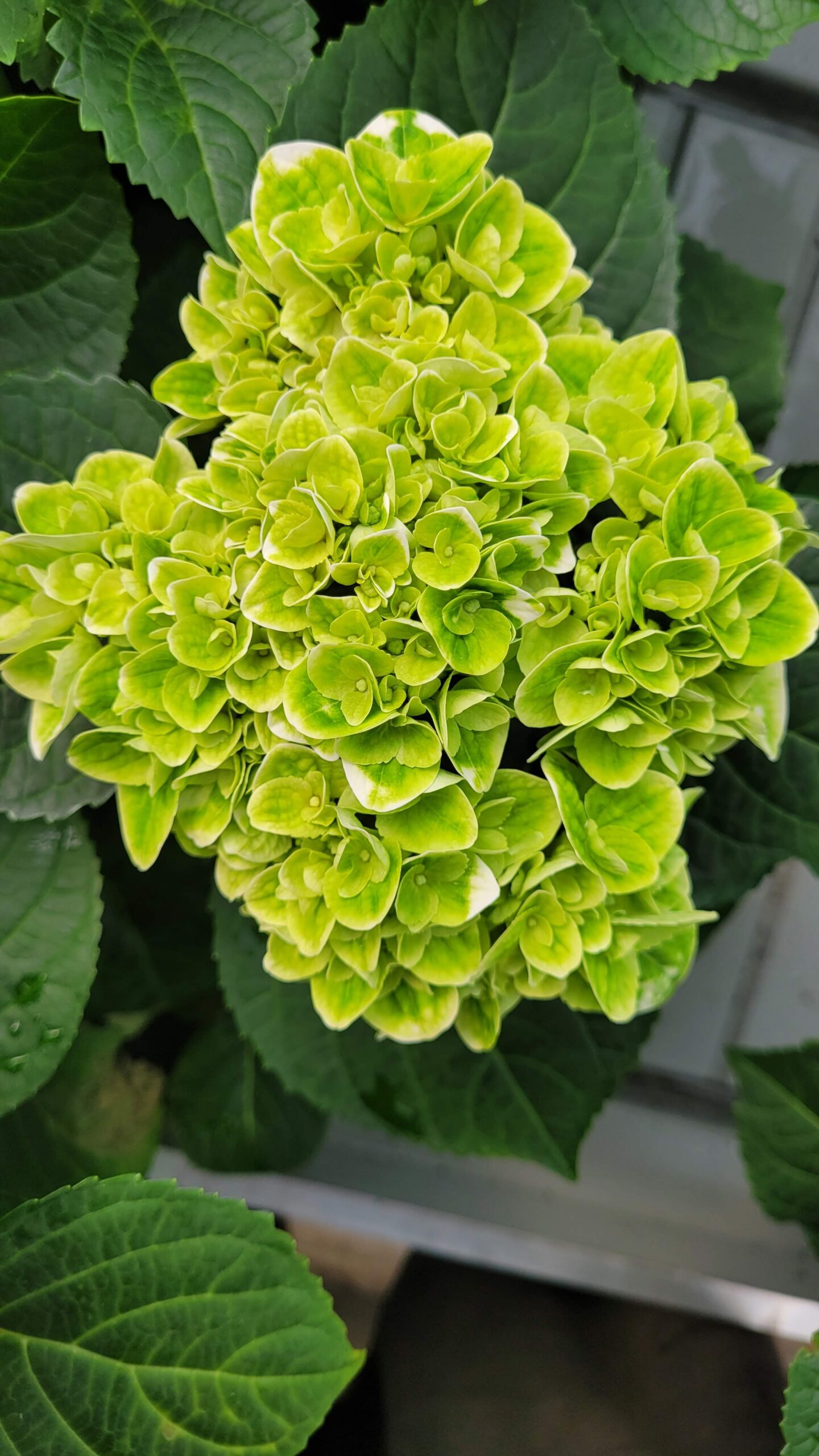 Our Varieties - Kamps Hydrangea