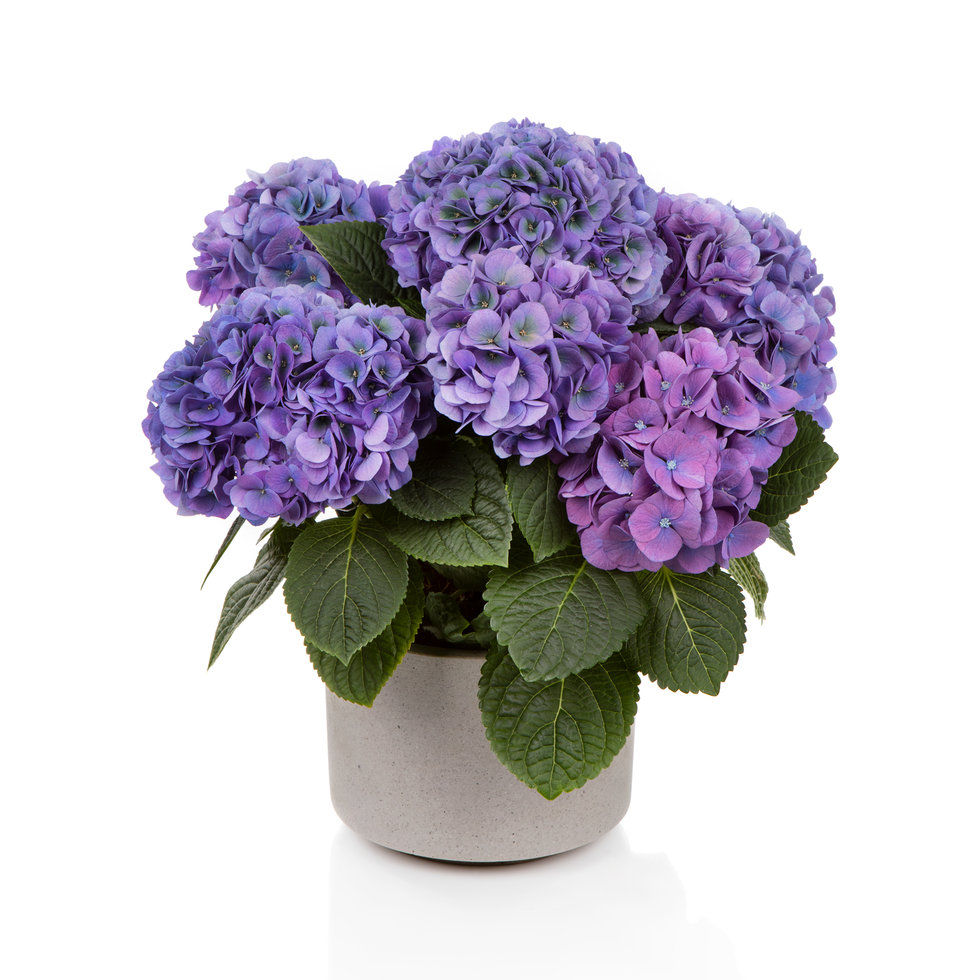 Our Varieties - Kamps Hydrangea