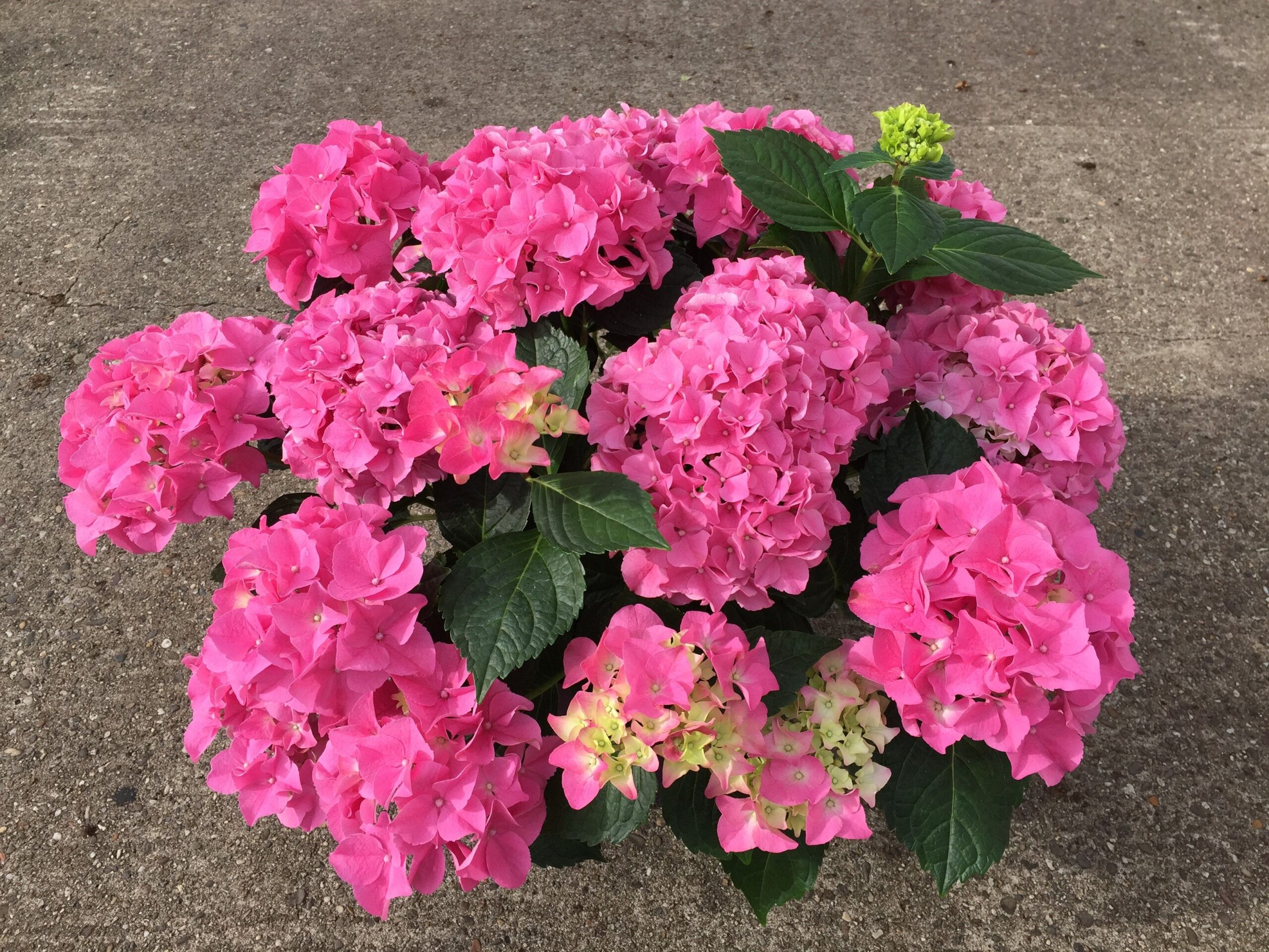 Our Varieties - Kamps Hydrangea