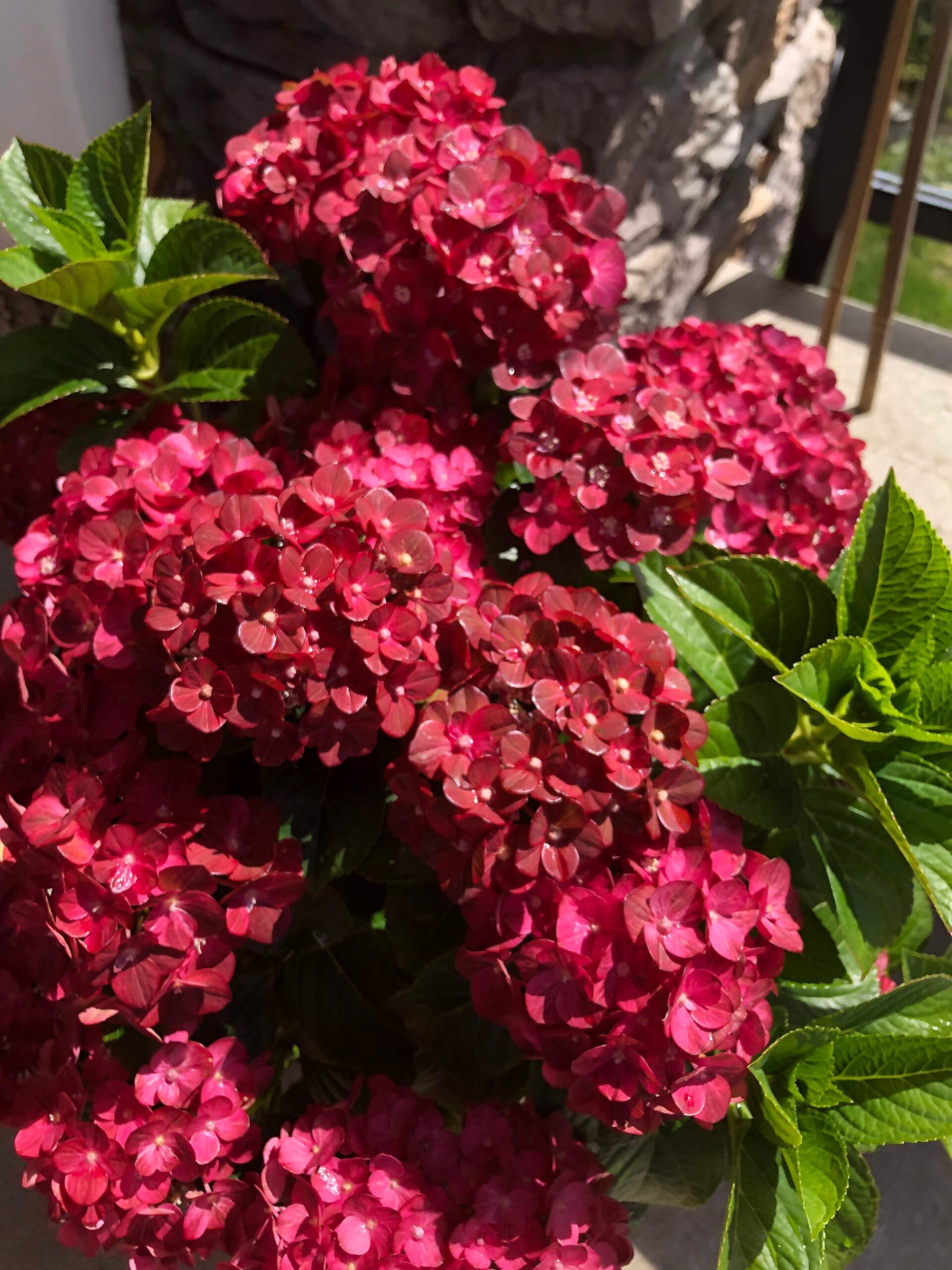 Our Varieties - Kamps Hydrangea