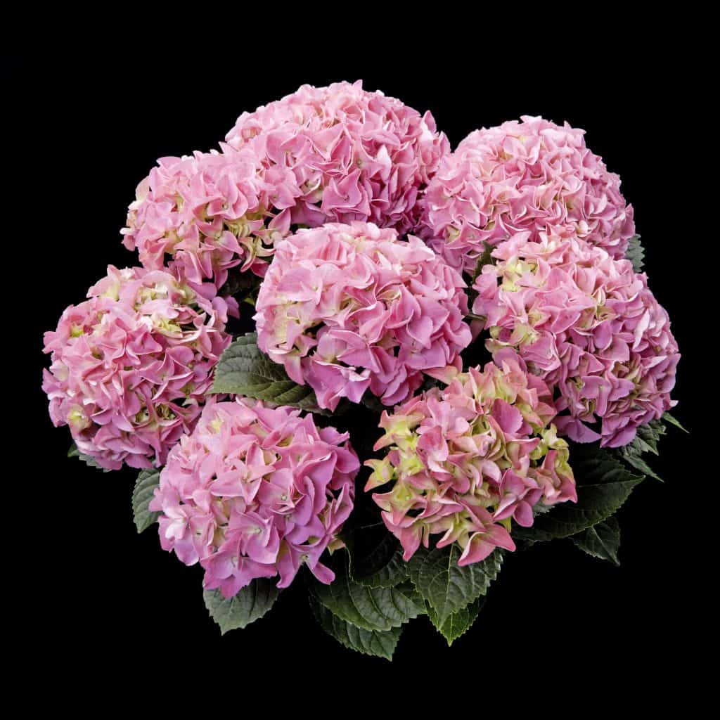 Our Varieties - Kamps Hydrangea